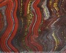Polished Tiger Iron Stromatolite - ( Billion Years) #64005-1